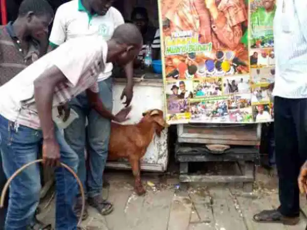 Excited Residents Share Free Goat Meat To Celebrate Buhari
